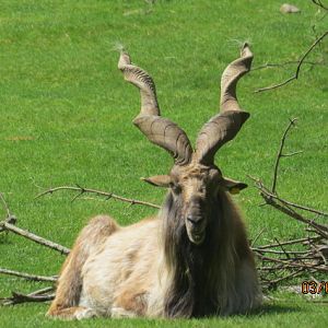 Turkmenian Markhor