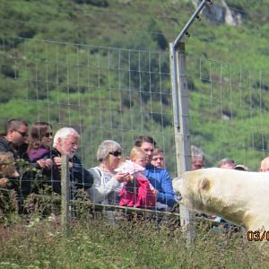Polar Bear and Visitors