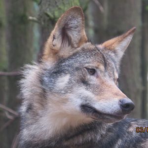 European Wolf