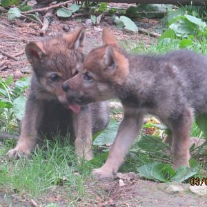 European Wolf Pups