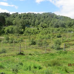 Female Polar Bear Exhibit
