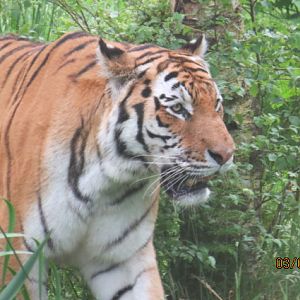 Amur Tiger