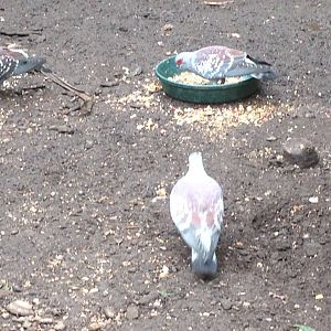 Speckled Pigeons? (ID?)