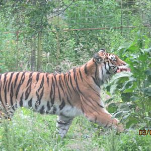 Amur Tiger