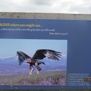 Wild About Scotland - Golden Eagle Sign