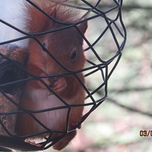 Wild Red Squirrel