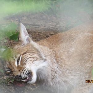 Eurasian Lynx