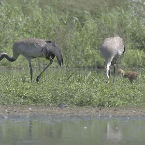 Bart & Ruby with their chick