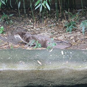 Eurasian otter