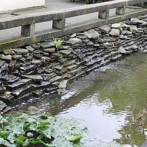 Pond Chinese Garden