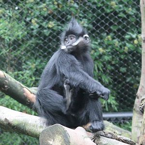 Francois langur