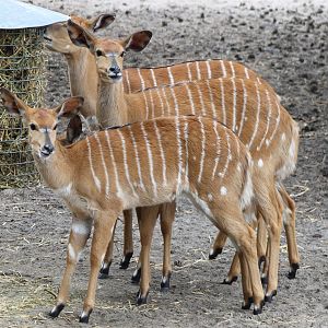Lowland nyalas