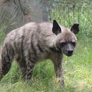 Striped hyena