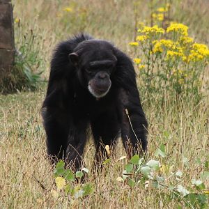 Chimp