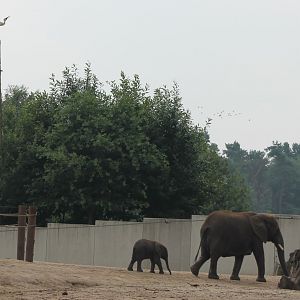 White stork inspecting his delivery ;) !