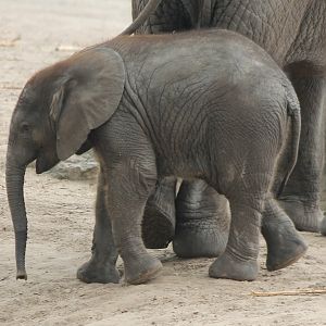 African elephant-calf
