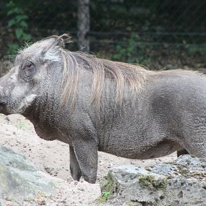 Wart hog