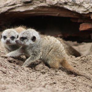 Baby Meerkats