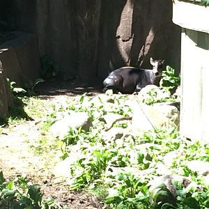 Yellow-backed Duiker
