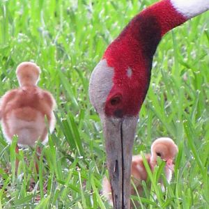 Sarus crane and chicks