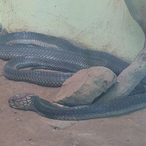 King cobra