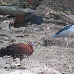 Crested fireback (female)