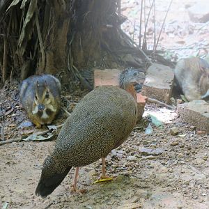 Great argus (female)