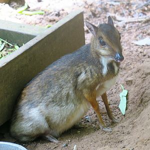 Lesser mouse-deer