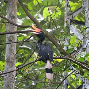 Rhinoceros hornbill