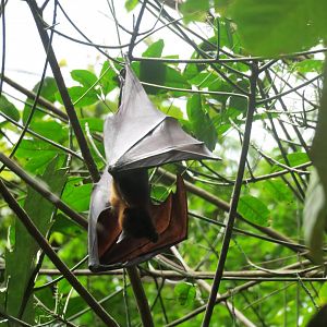fruit bat sp.