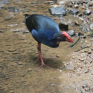 Black-backed swamphen