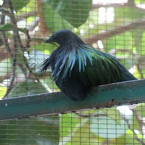Nicobar pigeon