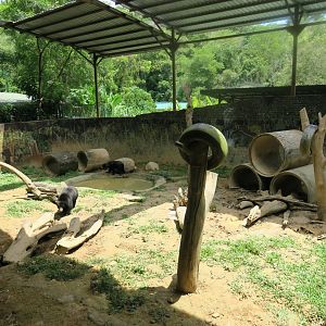 Sun bear exhibit