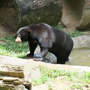 Sun bear (H. m. euryspilus)
