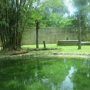 Malayan tiger exhibit