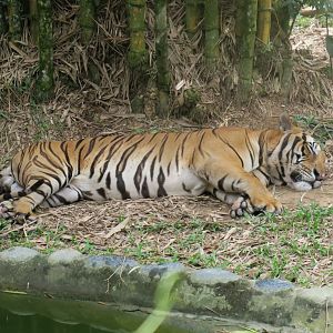 Malayan tiger