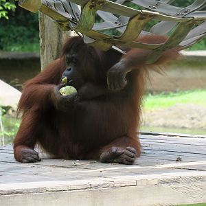 Bornean orangutan