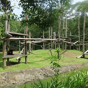 Bornean orangutan exhibit