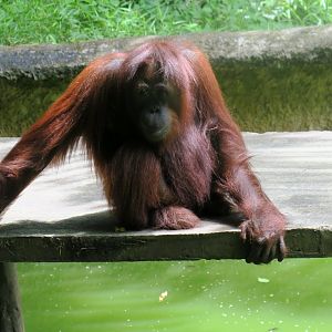 Bornean orangutan