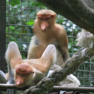 Proboscis monkey
