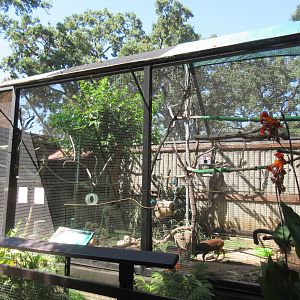 Black Tufted-Ear Marmoset/Yellow-Knobbed Curassow/Southern Chilean Pudu Exhibit
