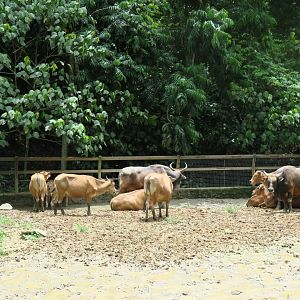 Borneo banteng