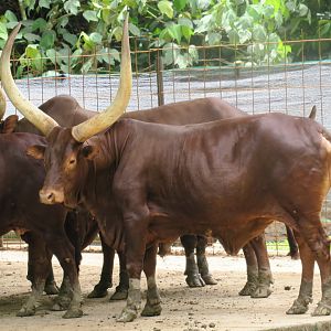 Ankole-Watusi