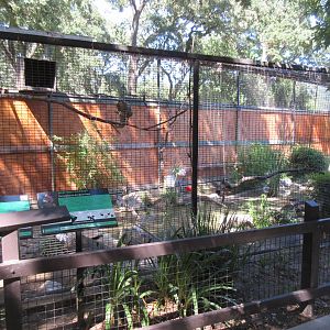 Scarlet Ibis/Red-Fan Parrot/Ruddy Duck/Northern Pintail Aviary