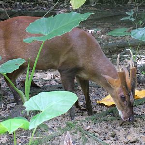 Red muntjac