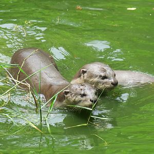 Smooth-coated otter