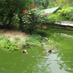 Otter and gibbon exhibit