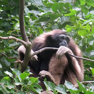 Müller's Bornean gibbon