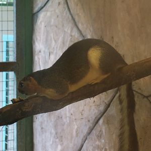 Cream-coloured giant squirrel