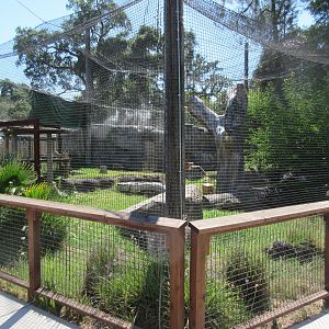 Snow Leopard Exhibit